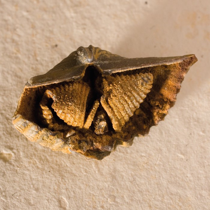 Fossilienkalender 2015