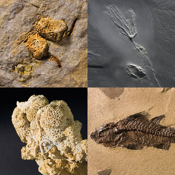 Fossilienkalender 2015