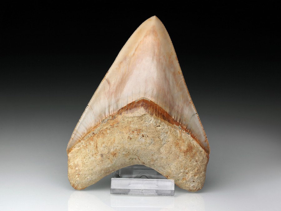 Megalodon-Zahn mit Serration