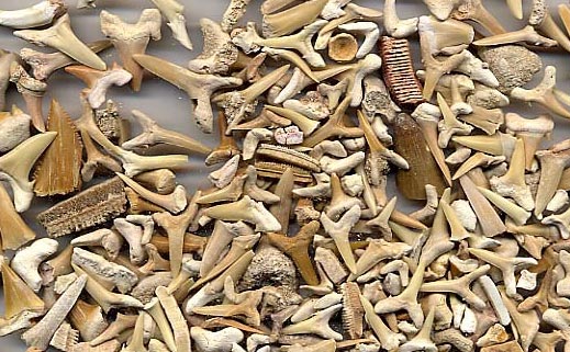 Fossile Haizähne aus Marokko Haizähne 10 Stk 