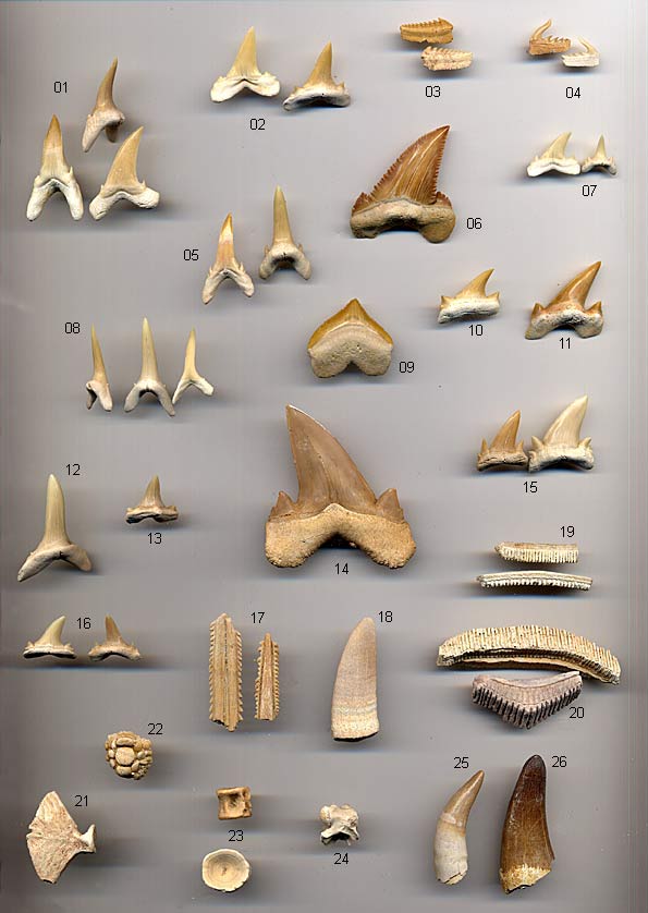 Fossilien aus Marokko