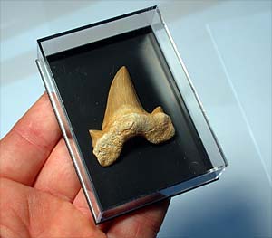 Haizahn in Sammelkstchen