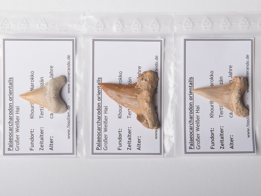 3er-Set von Palaeocarcharodon
