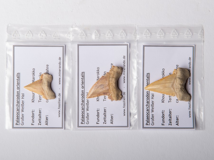 3er-Set von Palaeocarcharodon