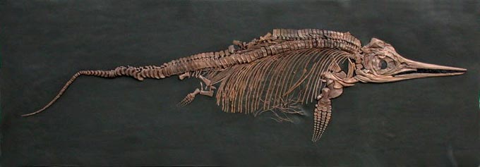 Fischsaurier aus dem Posidonienschiefer von Holzmaden