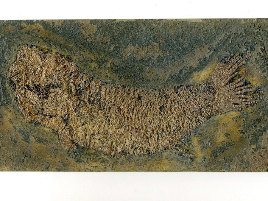 Schlammfisch,
                                Cyclurus kehreri