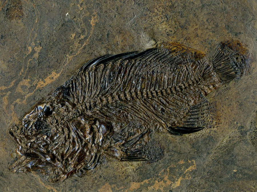 Barsch,
                                Amphiperca