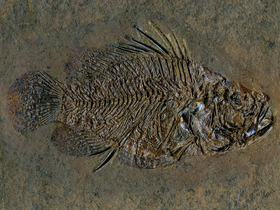 Barsch,
                                Amphiperca