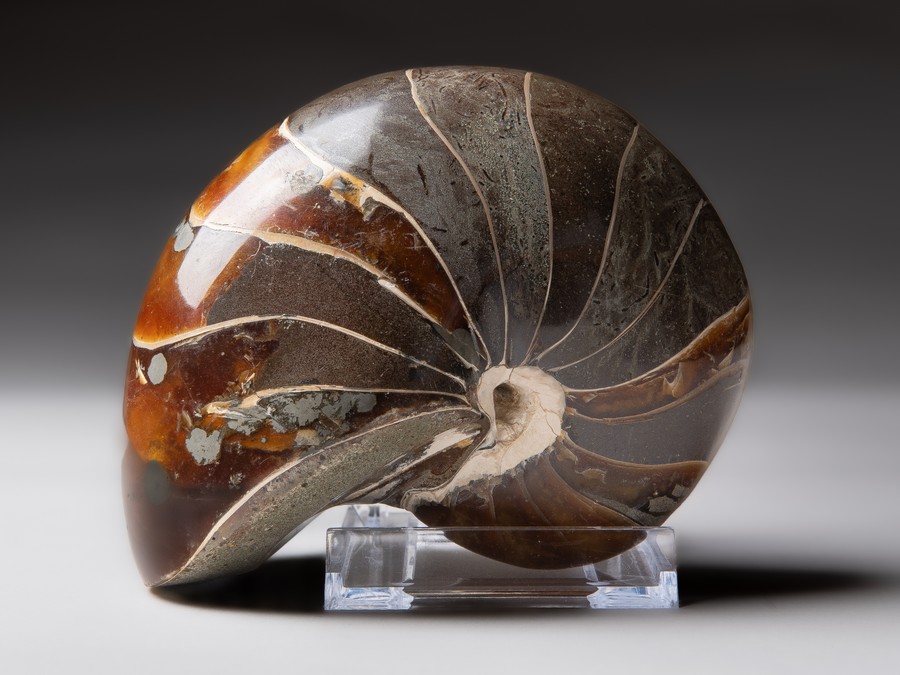 Nautilus
                                cymatoceras