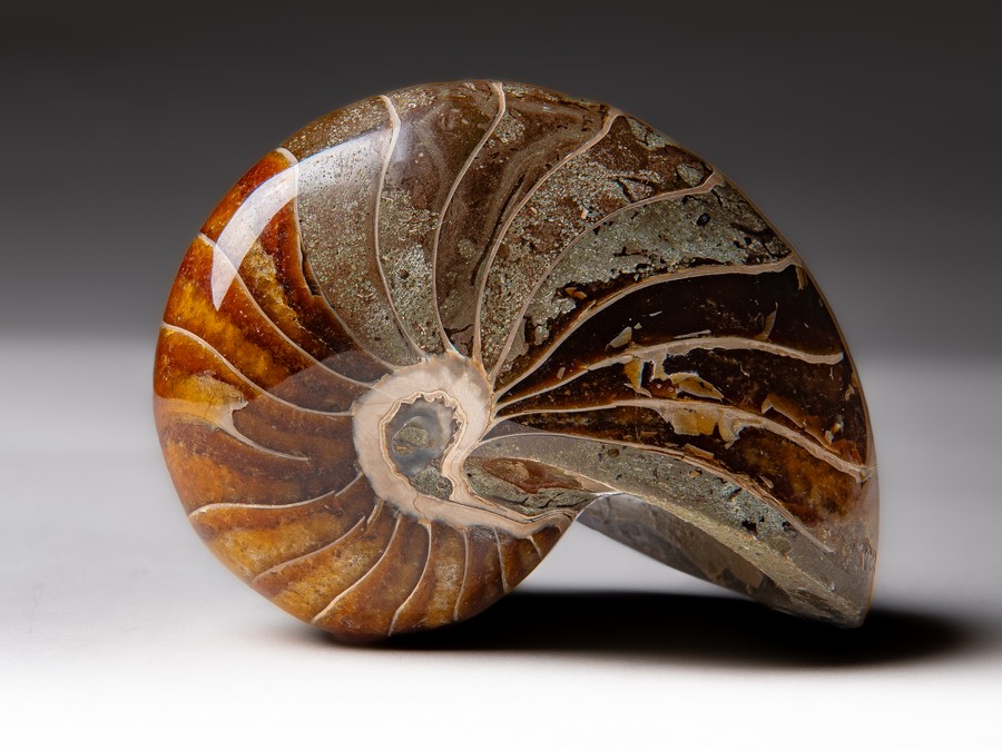 Nautilus
                                cymatoceras