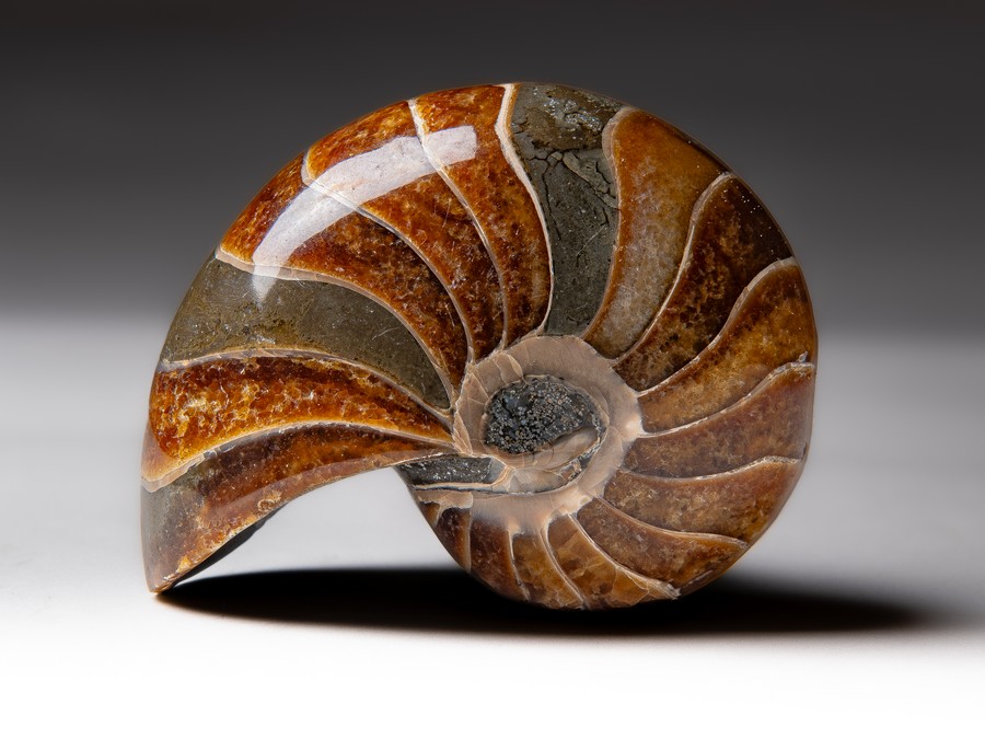 Nautilus
                                cymatoceras
