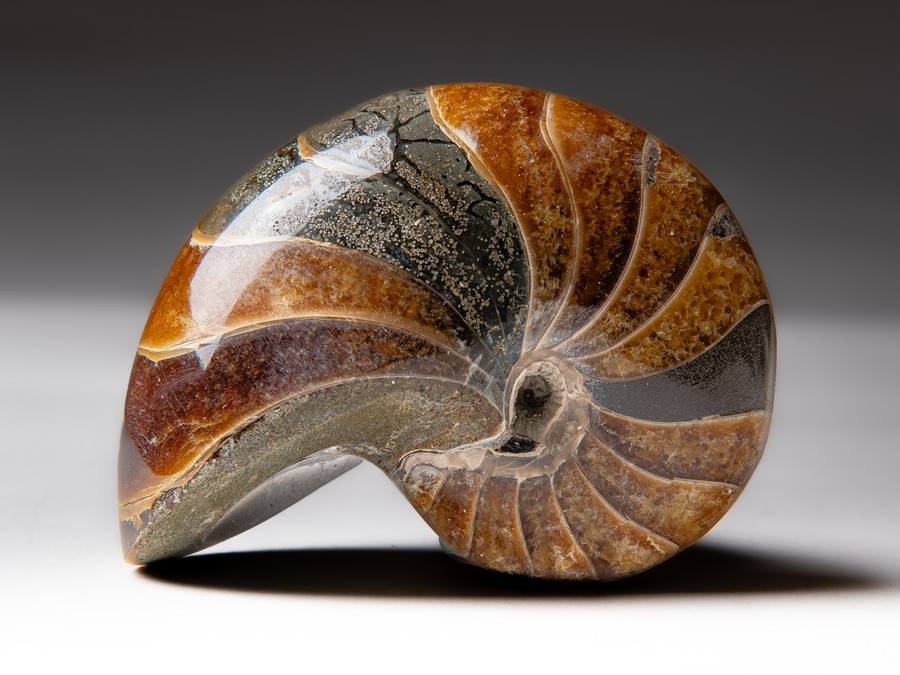 Nautilus
                                cymatoceras