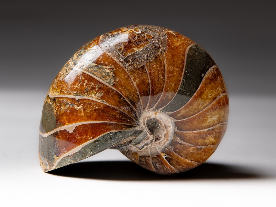 Nautilus
                                cymatoceras