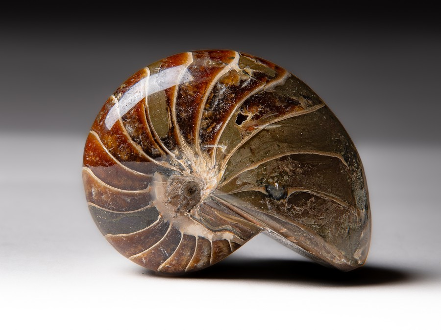 Nautilus
                                cymatoceras