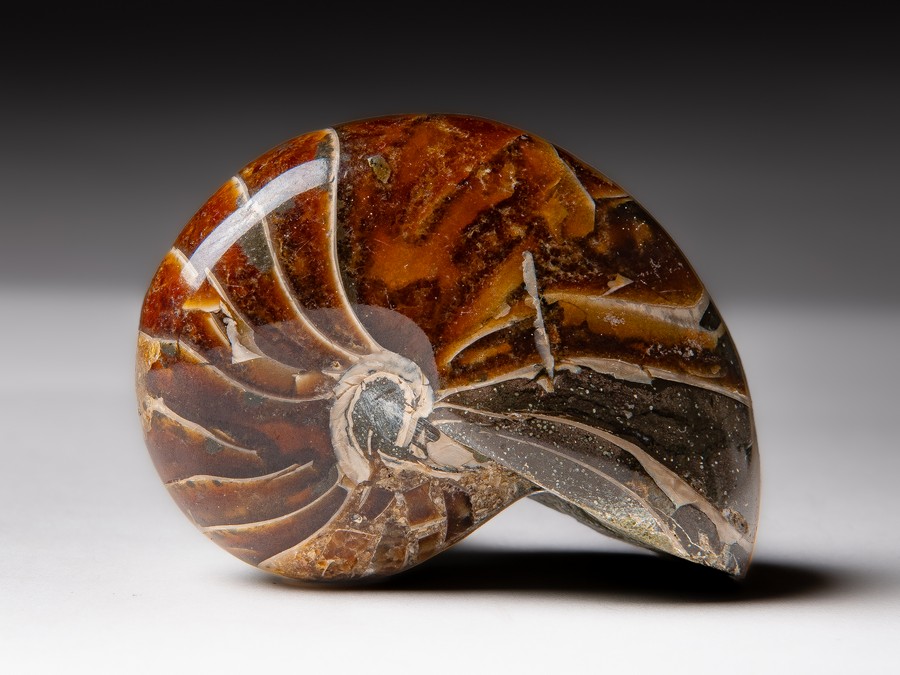 Nautilus
                                cymatoceras