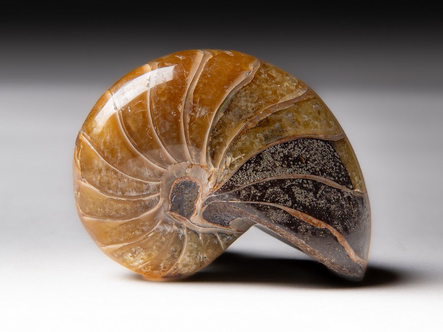 Nautilus
                                cymatoceras