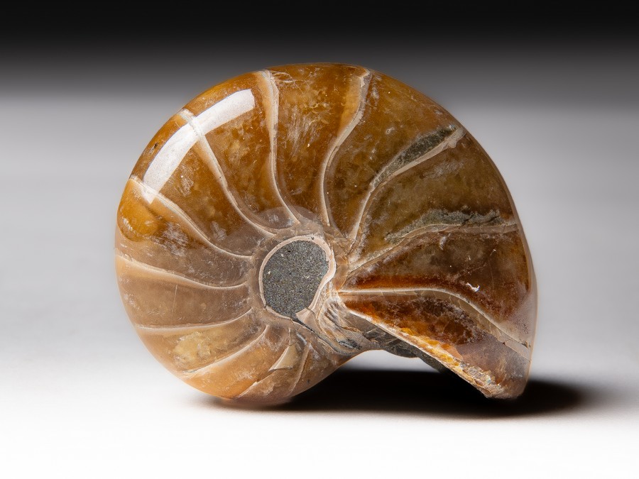 Nautilus
                                cymatoceras