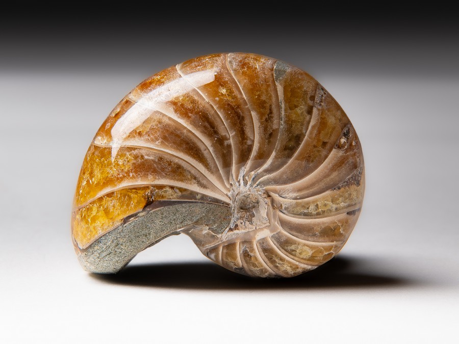 Nautilus
                                cymatoceras