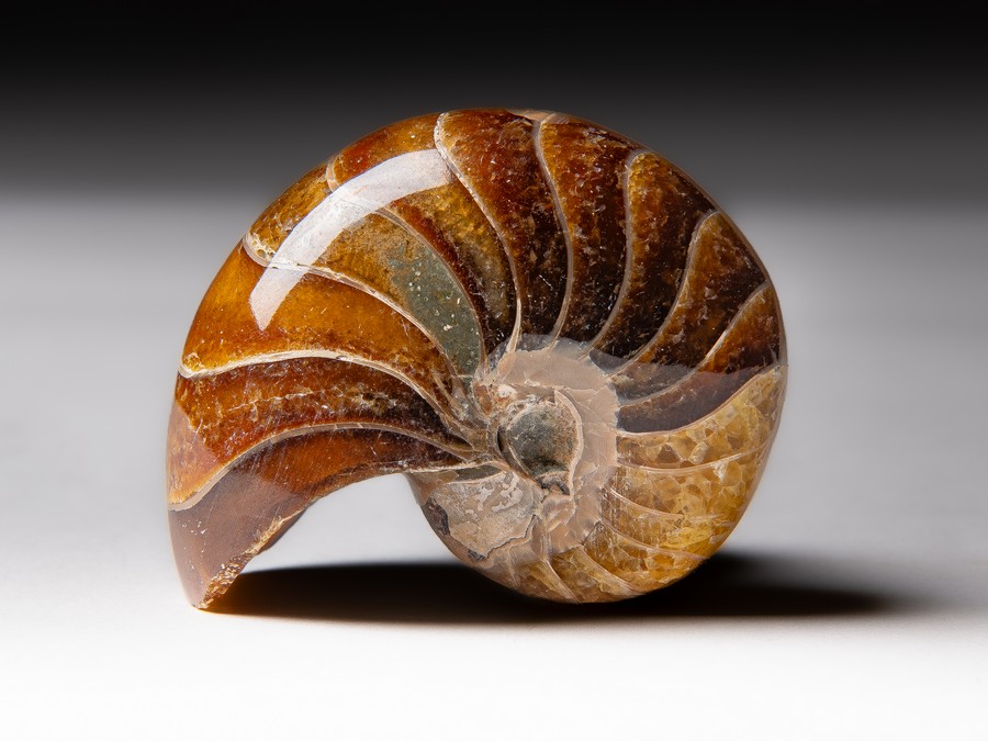 Nautilus
                                cymatoceras