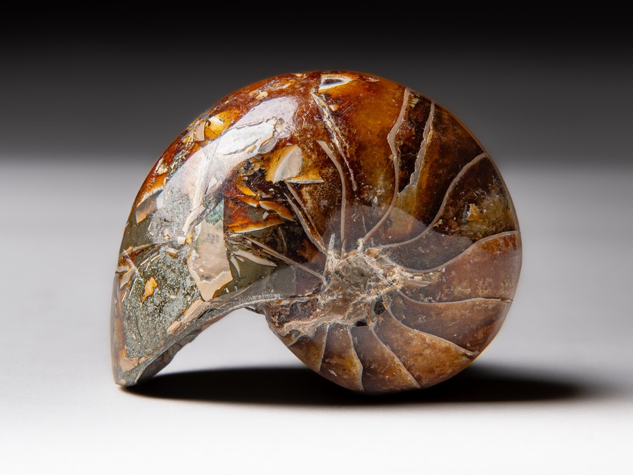 Nautilus
                                cymatoceras