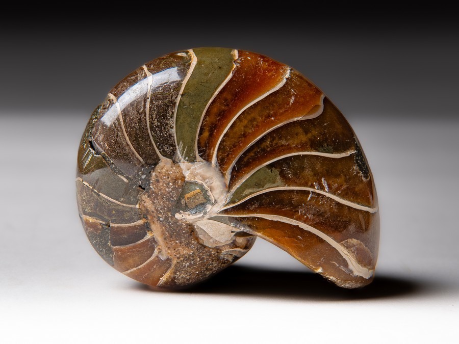 Nautilus
                                cymatoceras