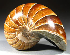 fossilier Nautilus