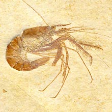 Zehnfukrebs, Aeger armatus (tipularius)