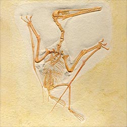 Kurzschwanzflugsaureir, Pterodactylus kochi