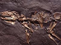Repliken von Fossilien aus der Grube Messel
