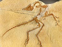 Repliken von Fossilien aus dem Solnhofener Plattenkalk