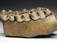 Zähne und Knochen vom Riesenhirsch, Nashorn und Bison
