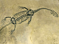 komplette kleine Schwimmsaurier aus China