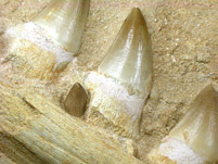 Z�hne- und Kiefer von Mosasauriern