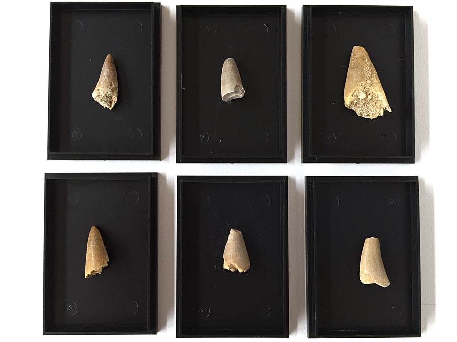 Saurierzahn in Sammelkstchen