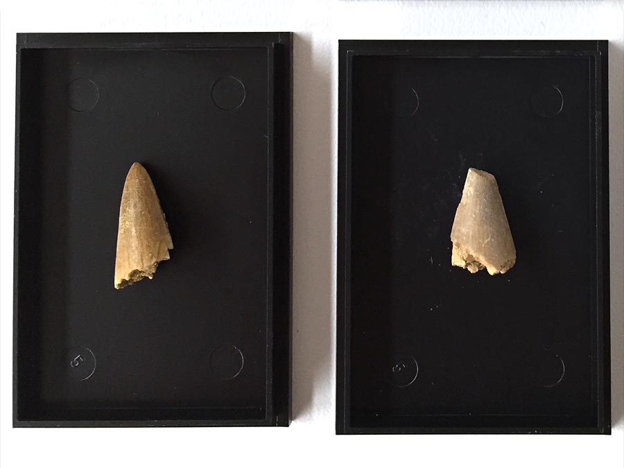 Saurierzahn in Sammelkstchen