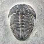 Trilobiten aus Amerika