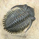 Trilobiten aus Marokko