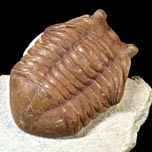 Trilobiten aus Russland