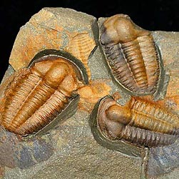 Trilobitene aus Tschechien